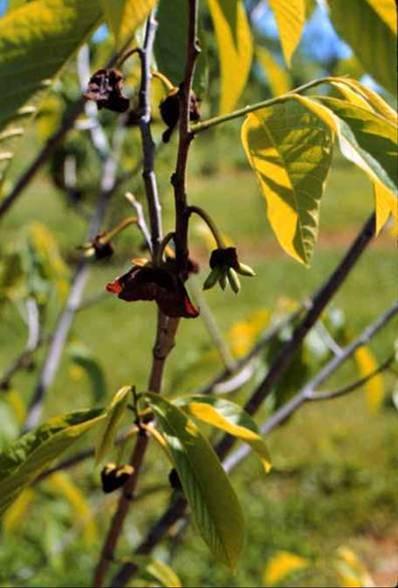 Flowering Time and Harvest The North American Pawpaw, Asimina triloba: