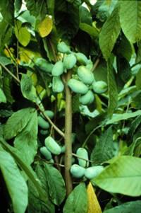 Pawpaw RVT Overview There is great variation in fruit size, yield, and quality among the pawpaw selections examined About 4 to 5 years to come into production A number of pawpaw