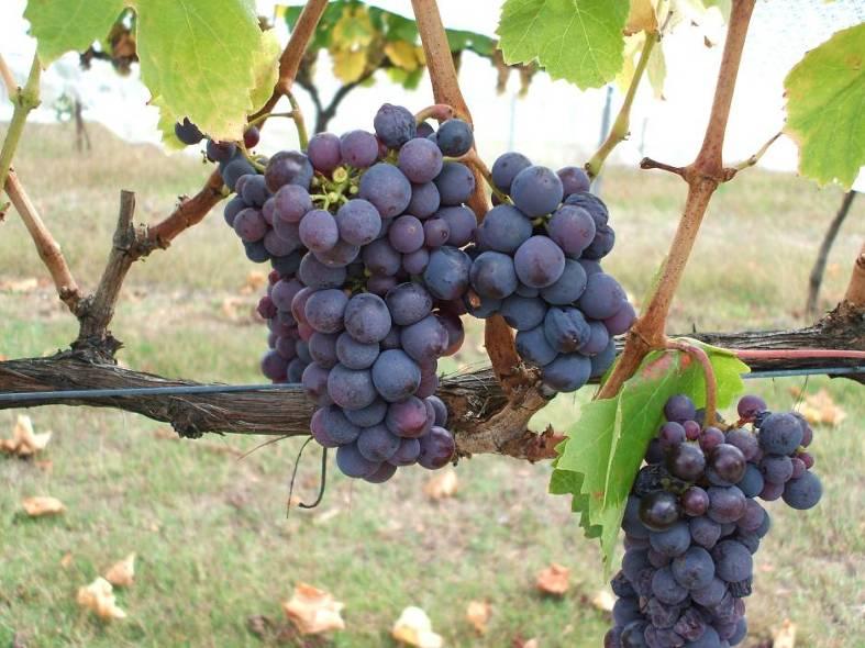 Varieties unsuitable for winemaking in 2010 Furmint: poor fruit set and