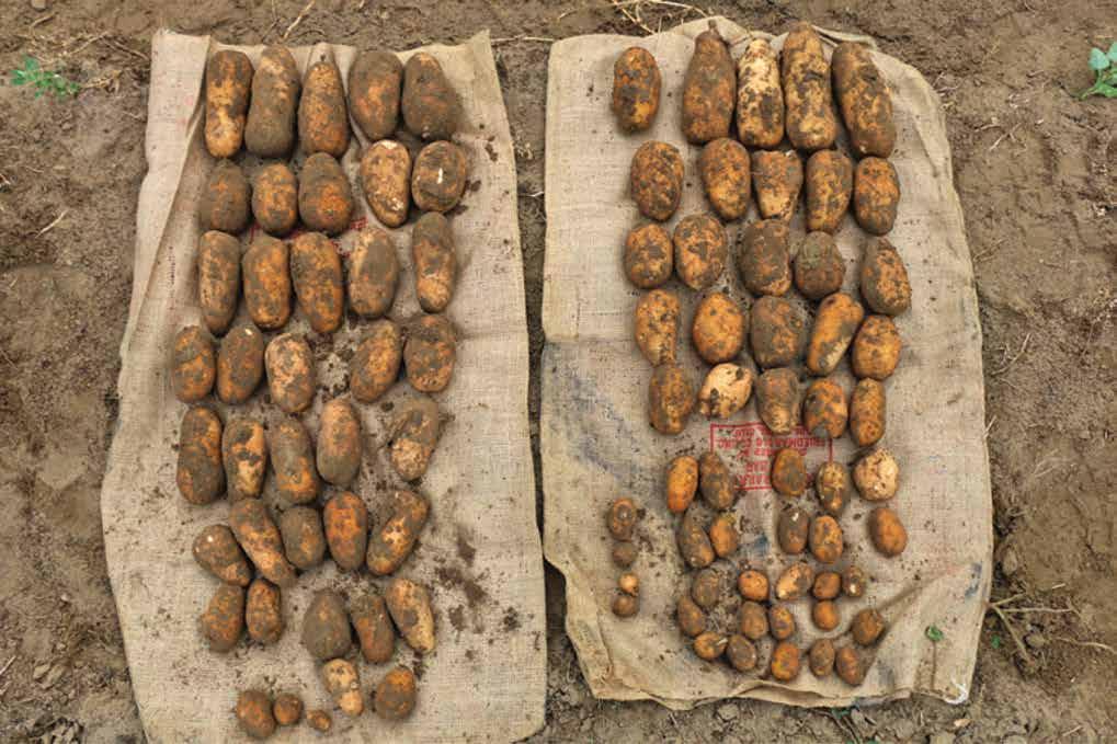Figure 1. Comparison of tubers from four random potato plants comparing the top-dress applications of FŪSN @ 100 lbs of N/ac (left) to ammonium sulfate @100 lbs N/ac (right).