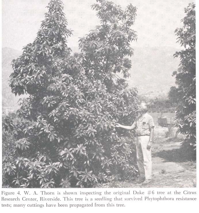 DUKE AS A ROOTSTOCK Dr. F. F. Halma included Duke as one of the Mexican varieties in his tests of various avocado rootstocks.