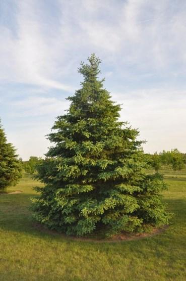 Colorado Blue Spruce Grows to 100 feet. Stiff, silvery-blue to green needles are 1 inch long.