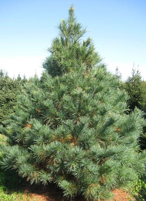 Scotch Pine It has a blue-green color and produces beautiful uniformly dense trees.