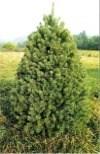 The white spruce grows to a height of 40 60' and a spread of 10 20' at maturity. White Pine Soft blue-green needles 3-5" long.