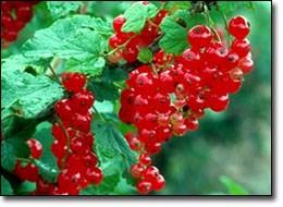 Red Lake Currant Produces clusters of large, sweet red berries in