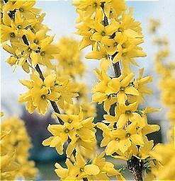 Lynwood Gold Forsythia Very fast, upright growth to 7 feet; spread of 5 feet. One of the best plants for fast flowering screen.