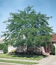 This tree is tolerant of roadway salt. A small percentage may have thorns. Very popular as a shade tree because leaves are so fine.