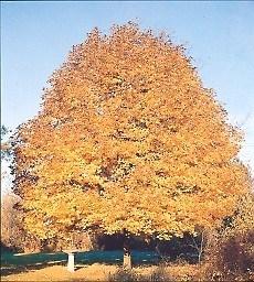 Dappled Willow Height and spread reach 3 to 5 feet. Its main attraction is the tri-color leaves of white, green and pink.