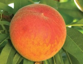 Redhaven Peach Tree is vigorous, very bud-hardy and productive. Fruit is medium-sized and colors to a brilliant red. Harvest mid-late August.