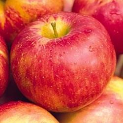 Nova Spy Apple Fruit has a sweet, pleasant flavor, making it very good for fresh eating. It bakes well and is a good keeper.