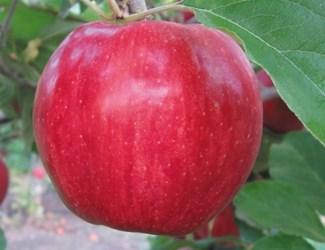 Golden Delicious Fruit is firm, medium to large with the classic Golden Delicious flavor. The tree is spreading, productive and easy to manage.
