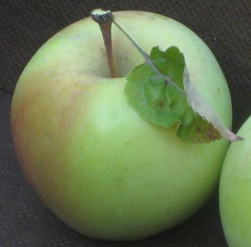 quality.  Albermarle Pippin Apple- The fruit is greenish-yellow, medium to large with excellent fruit quality.