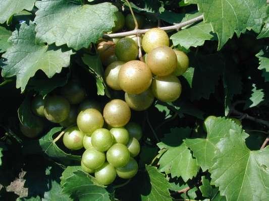 support for fresh Muscadine grapes See an update on