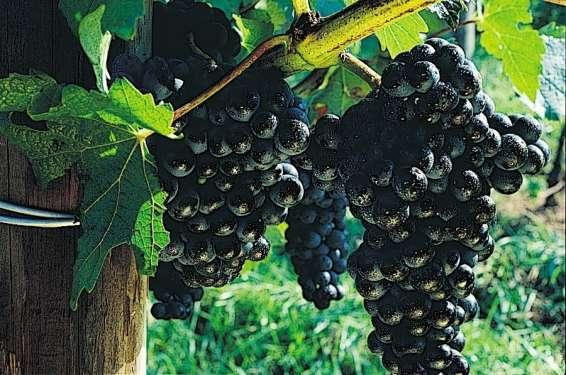 Wine Tourism: Good for North Carolina Proven economic development force Creates good stewards of the land
