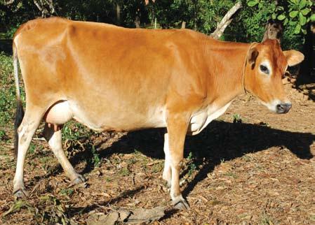 Part III : Cattle and buffalo Breeds Distribution of Holstein