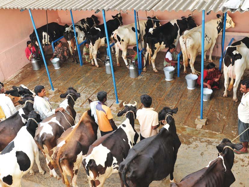Part IV : Milk Production The Integrated Sample Survey report for 2012-13 highlights that the bovine milk production system in Karnataka is predominantly cattle based.