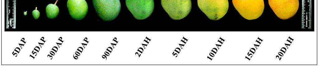 (20DAH) stages of Alphonso fruit, was the maximum number produced by any single tissue.
