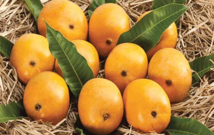2 about us India is the largest mango producing country in the world. Mango is one of the most popular fruit, loved by all. It is juicy, sweet and is called the King of all fruits. We, M/s.