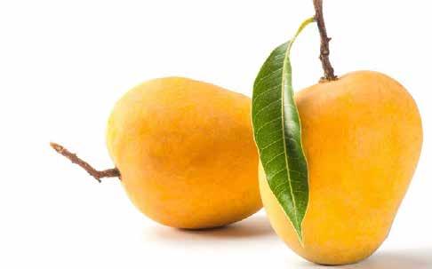 4 our products fresh king alphonso mango Alphonso is King of Mango Fruits, widely savored as the best Mango in the world.