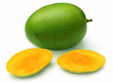 6 fresh langra mango Langra is the prominent variety of mango and one of the most superior varieties of Mango from the Northern Indian sub-continent.