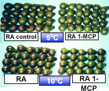 The respiration rate studies revealed 1- MCP to restrain the climacteric ripening process to a greater extent than did CA storage.