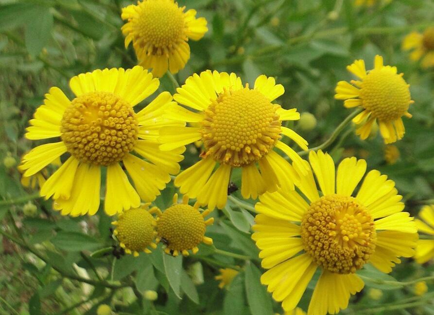 maturity Prolific self-seeder Well-drained soils Once credited with curative properties Sneezeweed Helenium autumnale