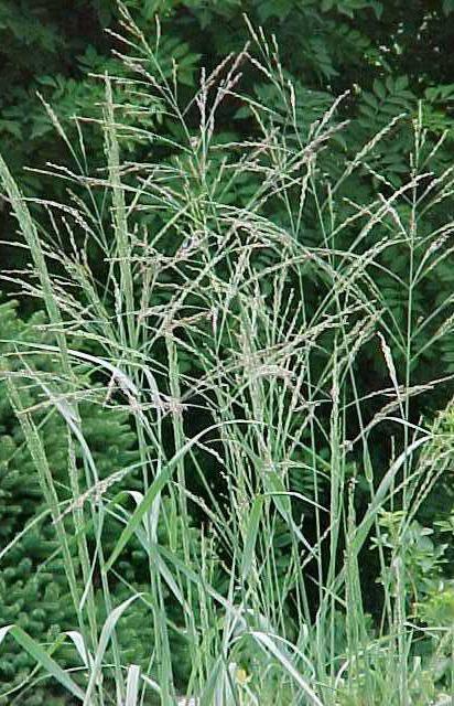 well-drained soils Birds love the seeds Does not compete well with taller grasses but often found with