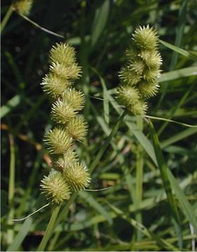 including the seedeads Seedheads form in fall Blue-green blades during growing season; deep orange fall