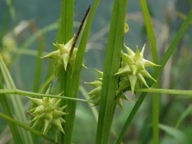 Most are topped with unique flower heads that make sedges easy to identify, 1-2 ft tall Superficially