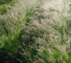 slight blue tint in spring, predominantly a rustic red color throughout rest of the year Prairie dropseed