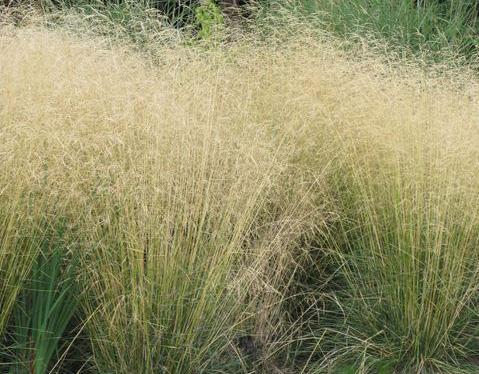 that way through winter Can become aggressive in full sun Tufted Hair Grass Deschampsia caespitosa Grows