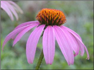 Native to North America, found throughout the Midwest Used to encourage pollinator activity Purple coneflower Echinacea purpurea