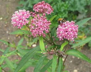 Swamp milkweed Asclepias incarnata 2-4 ft tall perennial Blooms July-August Deep pink flower heads on top of tall