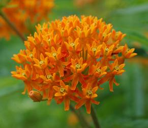 Butterflyweed Asclepias tuberosa Bushy, 2-4 ft perennial Can bloom May-September Flat-topped clusters of orange