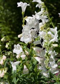 Foxglove beardtongue Penstemon digitalis Perennial up to 4 ft tall Blooms mid-summer White or pink tubular