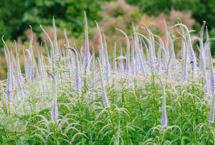 prairie lands and grow quickly Food plants for the larvae of important pollinators Culver s root Veronicastrum