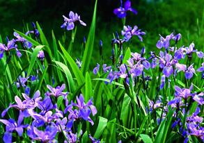 arranged in whorls around stem Flower-heads grow vertically on the top of stems Found in wetter soils Blue flag