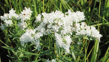 prized Food plant for butterfly and moth larvae Widely cultivated and sold by florists Occurs naturally in moist soils