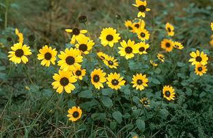 Western sunflower Helianthus occidentalis Can grow tall but very fragile, 3-4 ft.