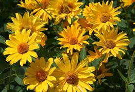 yellow flowers False sunflower Heliopsis helianthoides Perennial plant that grows up to 5 ft