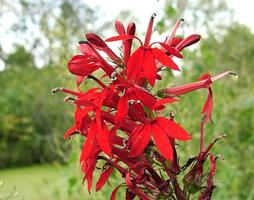 Cardinal flower Lobelia cardinalis Perennial that grows to 4 ft Bloom August-September Bright red flowers on terminal spikes Distinct shape