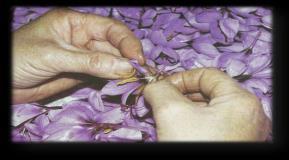 Cultivation and production of Krokos Kozanis Saffron derives from the plant Crocus sativus L. that belongs to the Iridacae family. It is a sterile triploid, propagated by corms.