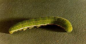 Alfalfa Caterpillar: Larvae are velvety, green caterpillars up to 38