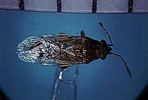 False Chinch Bugs: Adults are grayish-brown, narrow-bodied, and about 4 mm long.