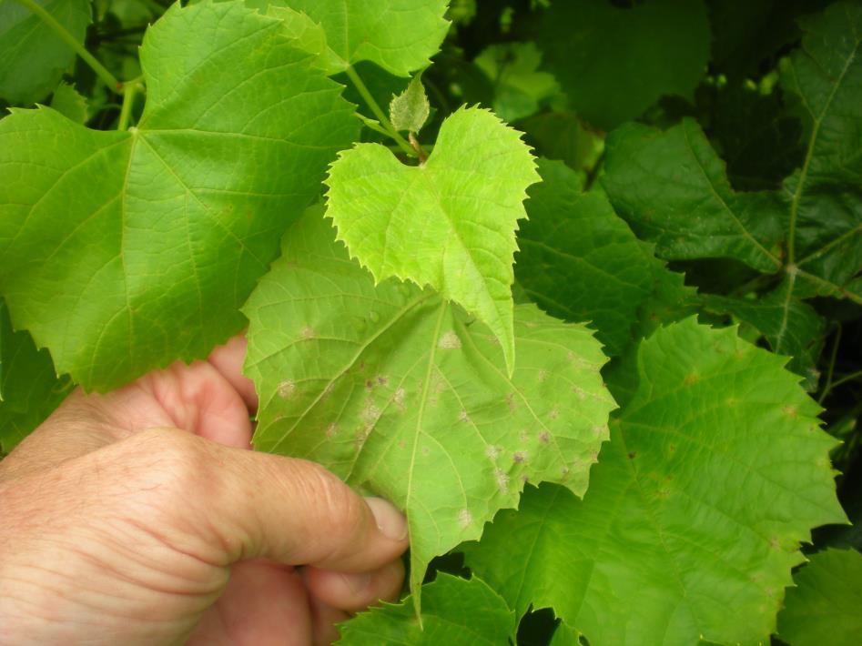 leaf surface of the grape