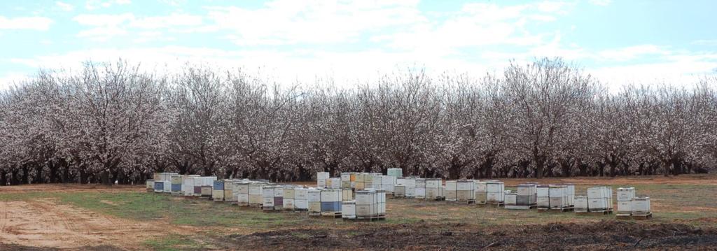 Pollinating almonds: how many bees do you need?
