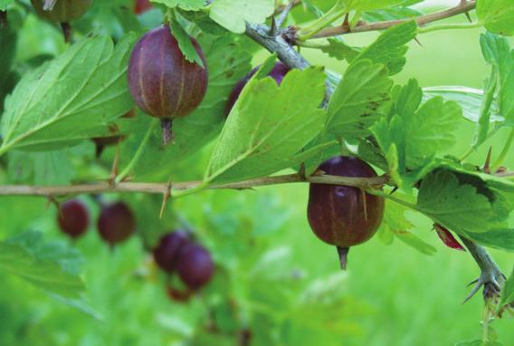gooseberries jostaberries Gooseberry plants are small, thorny shrubs that produce oval, tear-drop, or round berries that vary in size from that of a pea to a small plum.