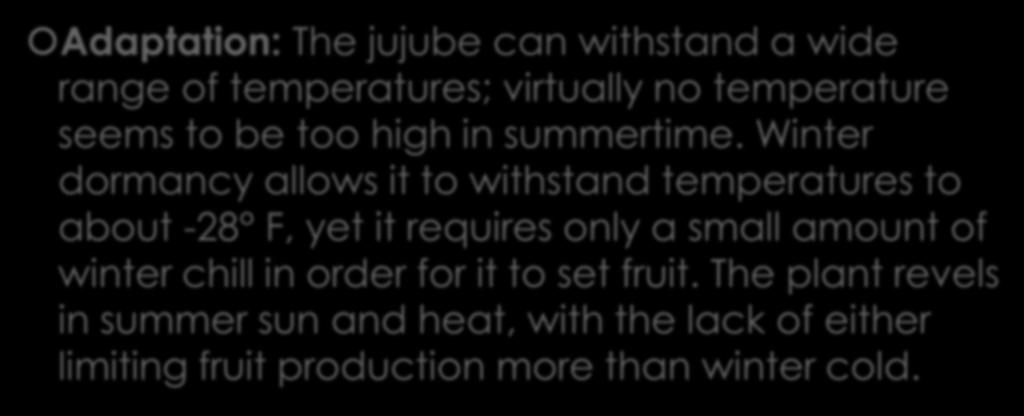 Adaptation: The jujube can withstand a wide range of temperatures; virtually no temperature seems