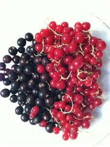 Currants like it cool Red currants Black currants White currants Black currants are