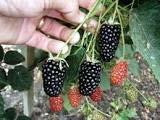 Older Varieties of thornless black berry Ripens in July and early August Dirksen (hero of the plant breeder Hull) Black Satin Hull ( named after plant